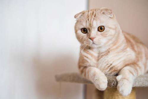 キャットタワーの上のスコティッシュフォールド