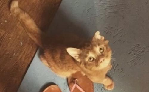 見上げる猫