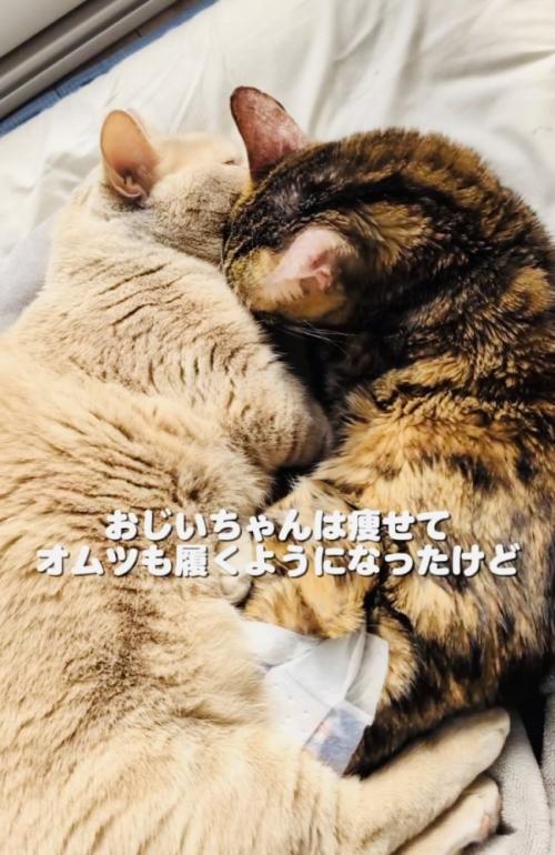布団の上で一緒に寝るマンチカンとミックス猫