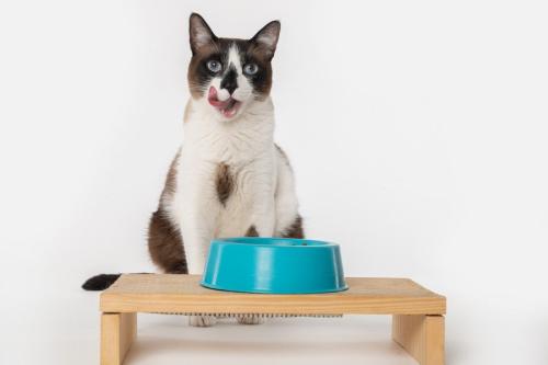食べ物を前に舌なめずりする猫