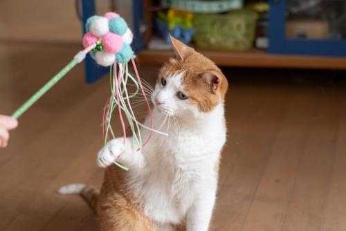 じゃらしで遊ぶ猫