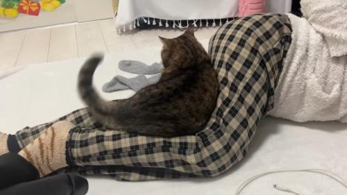 尻尾を上げて