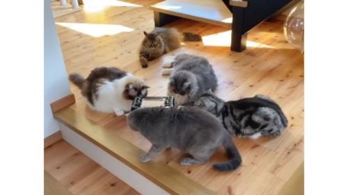 室内にいる猫