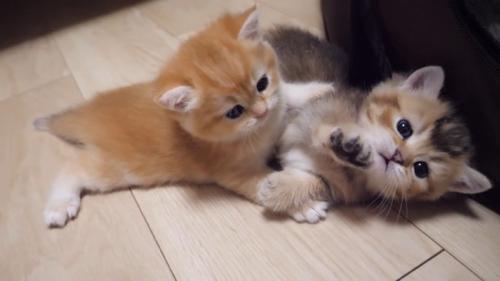 転がるふたり