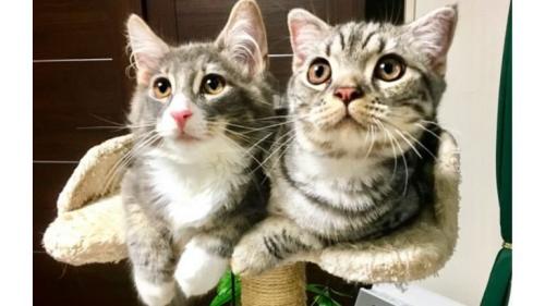 室内にいる猫