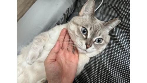 室内にいる猫