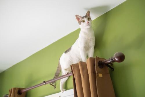 猫とカーテン
