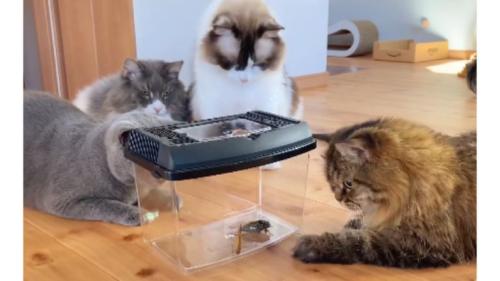 室内にいる猫