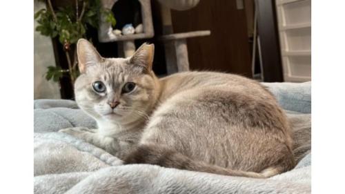 室内にいる猫