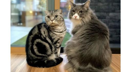 室内にいる猫