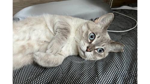 室内にいる猫