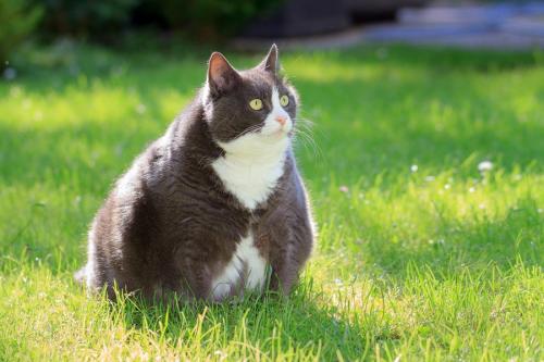 肥満した猫