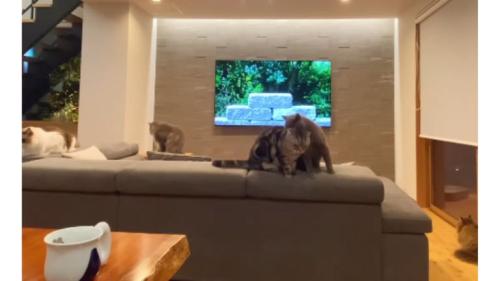 室内にいる猫