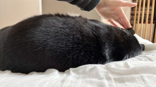 耳を触られても寝ている猫