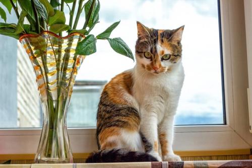 猫と花瓶