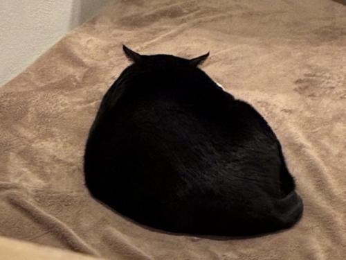 背中を向けてくつろぐ猫（耳が後ろに傾いている）