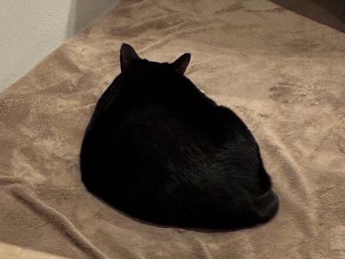 背中を向けてくつろぐ猫（耳が立っている）