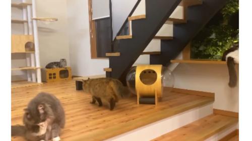室内にいる猫