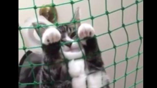 お顔と前足のアップ