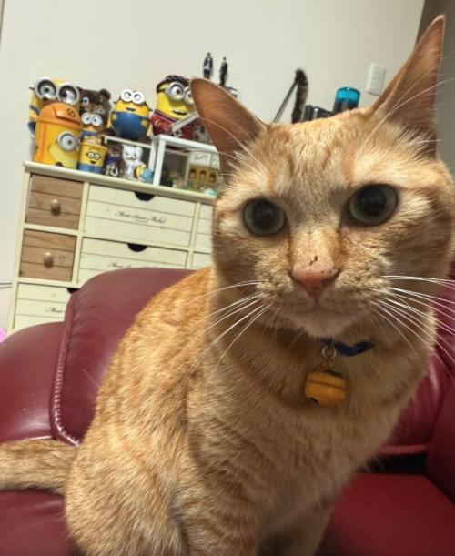 赤い椅子の上でお座りをしている猫