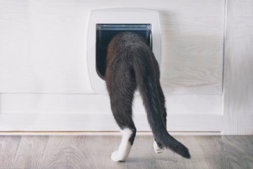 猫ドアから出ていく猫