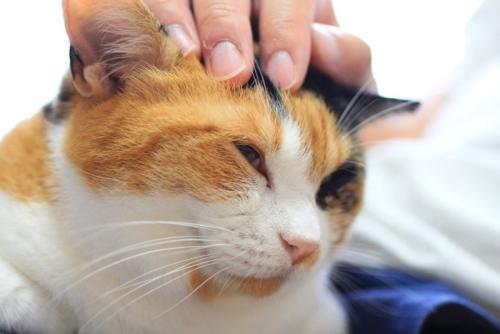ご満悦な猫