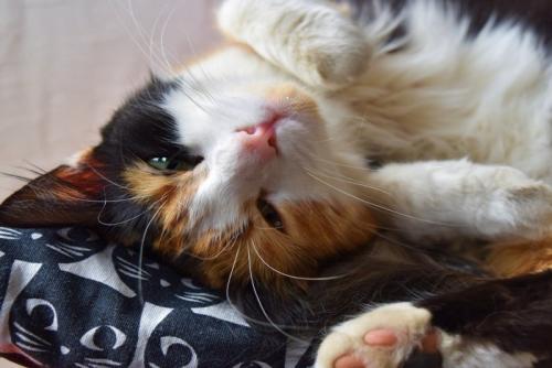 仰向けの猫の顔
