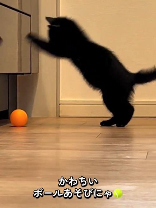 ボールにジャンプする子猫