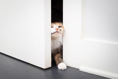 扉の隙間をすり抜けようとする猫