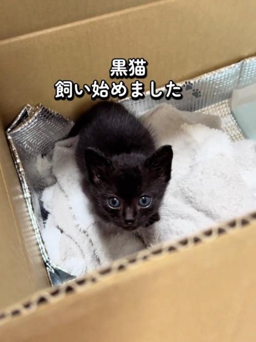 箱の中にいる子猫