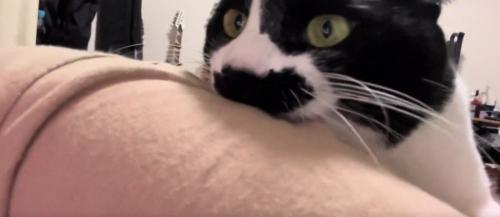 飼い主の服を噛む猫