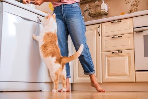 食事を催促する猫