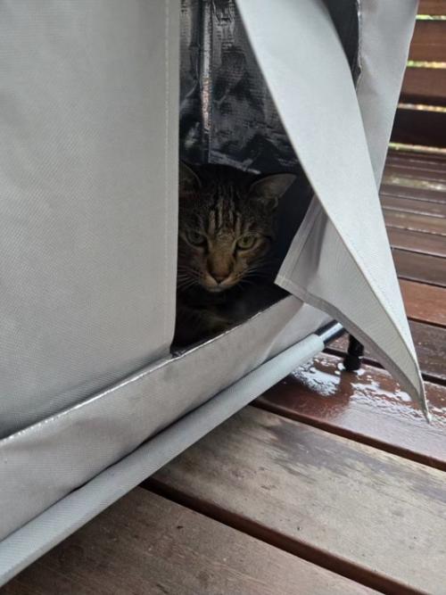 ハウスの中にいる猫