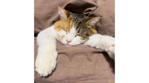 眠る猫
