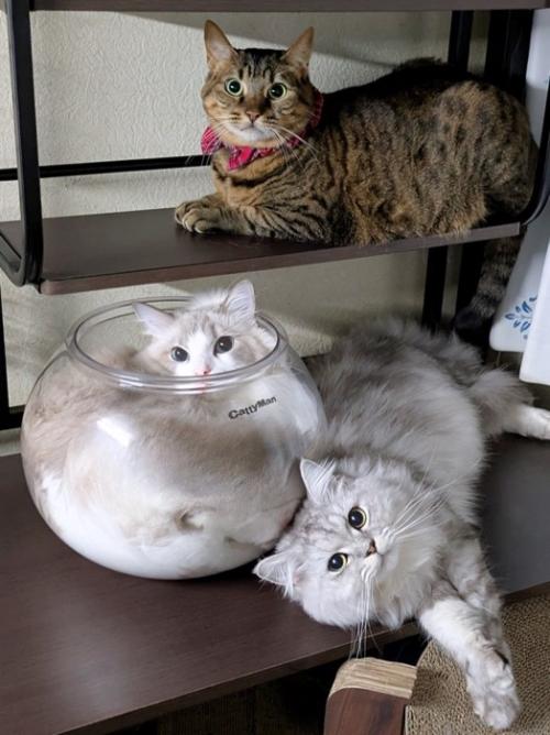 3匹の猫