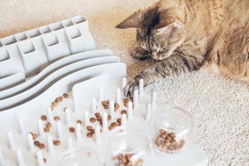 パズルフィーダーで遊ぶ猫