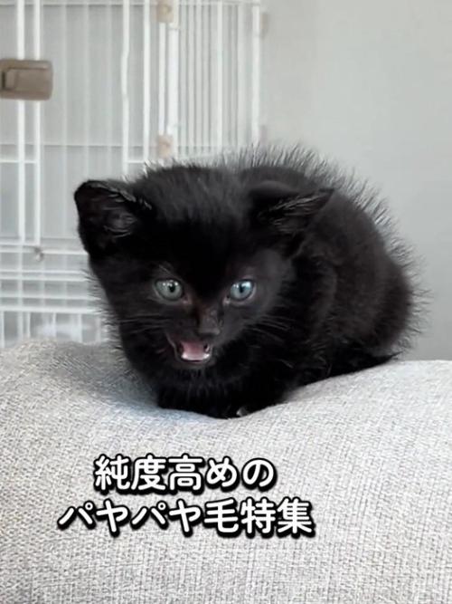 座って鳴く子猫