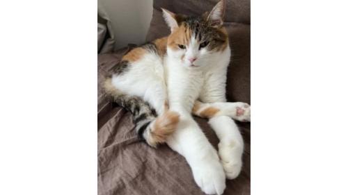 室内にいる猫