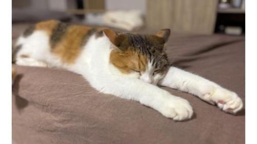 眠る猫