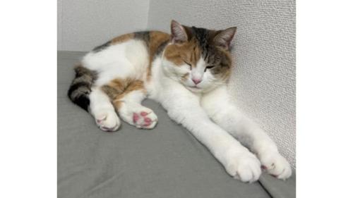 室内にいる猫