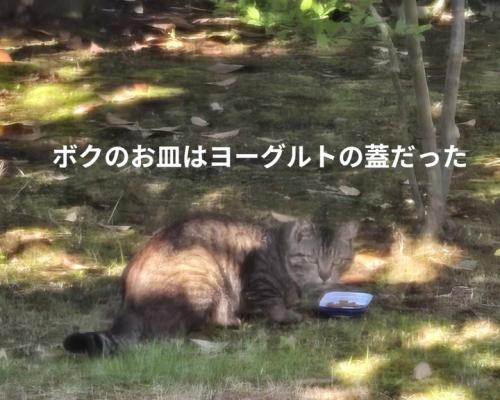 振り向く外にいる猫