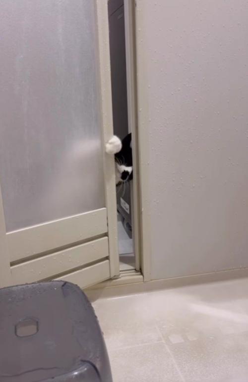 おふろ場に入ってくる猫