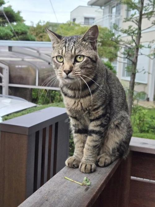 おすわりする猫