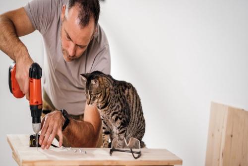 DIY作業を興味津々で眺める猫