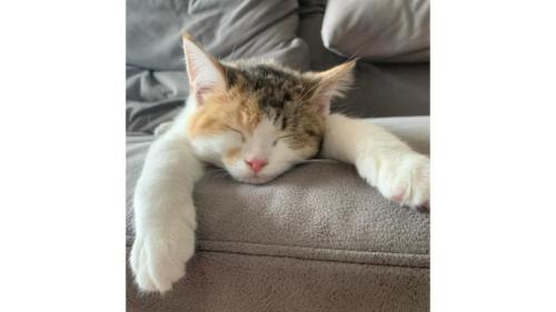 眠る猫