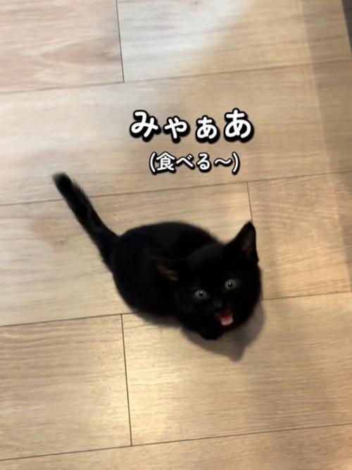 座って見上げて鳴く子猫