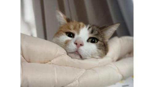 室内にいる猫