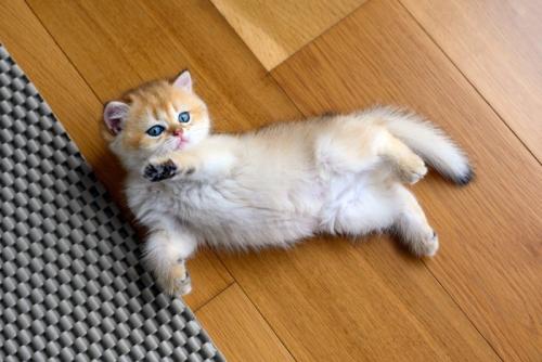 仰向けで前足を伸ばす子猫