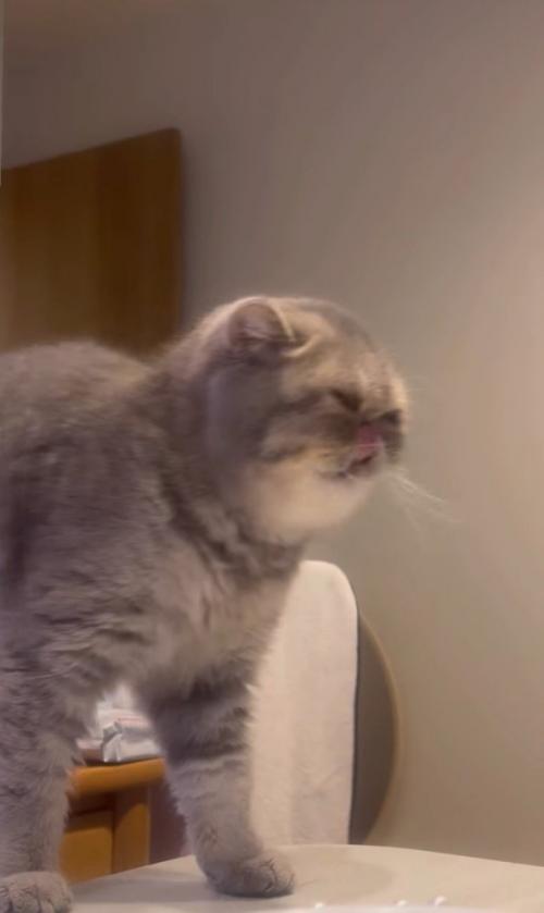 口元を舐める猫