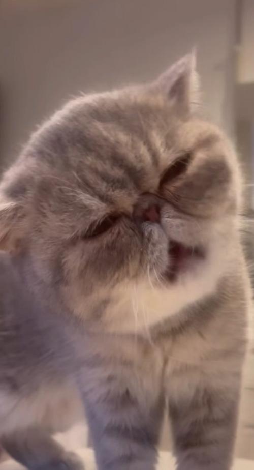 口を動かしておやつを食べる猫